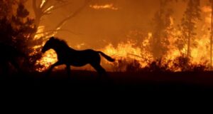Gobierno se prepara para incendios del verano y dispone presupuesto más alto en la historia