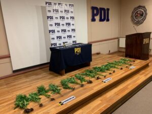 PDI buscaba a sujeto por no pagar pensión alimenticia y encontró a otro en su casa con plantación de marihuana