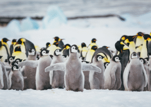 Miles de crías del pingüino Emperador mueren año a año por el Cambio Climático