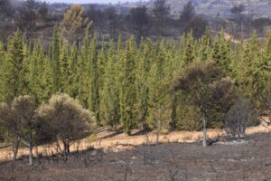 Una propuesta particular: 500 cipreses para Magallanes