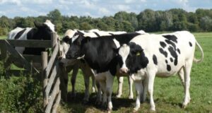 Investigación indica que carnes de vacuno y cordero del sur de Chile son más saludables