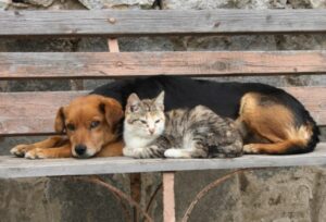 Realizan campaña de esterilización de mascotas