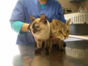 Municipio anuncia segundo operativo de esterilización para gatos