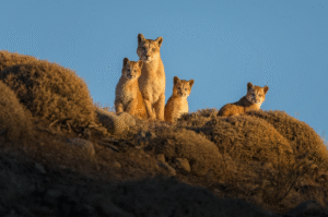 Un lazo de amistad entre los pumas de Torres del Paine y un fotógrafo alemán