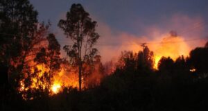 Balance Onemi: 12 incendios forestales se mantienen activos en el país