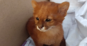 Joven rescató a un felino pensando que era un gato