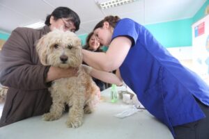 Programa “Mascota Protegida” realizó operativo de implantación de microchips