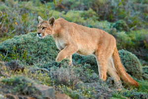 Proyecto Cequa busca transformar avistamientos de pumas en turismo seguro