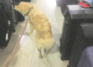 Perros mestizos serán parte de la Brigada Canina del SAG
