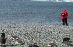 Científico denuncia a Conaf no permitirle seguir estudiando a los pingüinos en Isla Magdalena