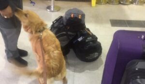 Convenio entre Subdere y SAG integra perros mestizos a la Brigada Canina del SAG