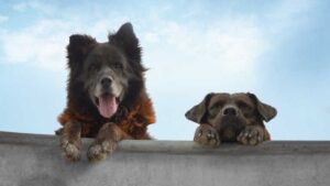“Los Reyes”: la película donde los perros mandan se exhibirá en Punta Arenas
