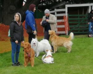 Muestra canina de todas las razas
