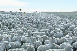 Ganaderos regionales reconocen disminución en ventas pero tienen altas expectativas por exportaciones