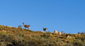 Diversificación de destinos en Magallanes