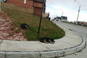 Mujer fue mordida salvajemente por  perros en Terrazas del Estrecho