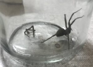 Científico explica cómo podemos  reconocer una araña de rincón: “Tiene seis ojos dispuestos en pares formando un triángulo”