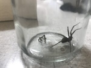 Doctor especialista en insectos descarta que tijeretas y arañas domésticas sean peligrosas