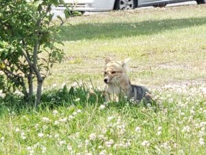 Mega operativo logró atrapar sano y salvo a zorro colorado