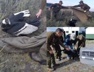 Cóndor herido en su ala derecha fue rescatado por Carabineros