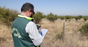 Conaf responde a polémica por reforestación con pino y ciprés en los parques nacionales De Agostini y Yendegaia