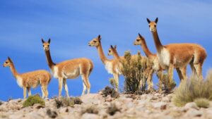 Guanacos: un alto peligro en las rutas