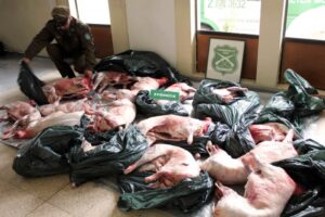 El lunes terminaría juicio oral contra imputado de robo de animales