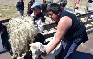 Villa Tehuelches será el centro de atención gracias al Festival de la Esquila