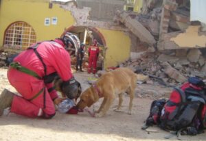 Con éxito concluyó curso básico de formación de perros de búsqueda y rescate