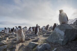 Temperatura récord en la Antártica supera el registro del 2015