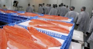 Rusia aumenta bloqueo a salmón chileno y Camanchaca pide ayuda a Gobierno