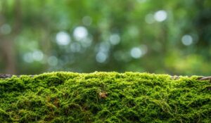 El musgo: la planta que se niega a desaparecer a pesar del cambio climático