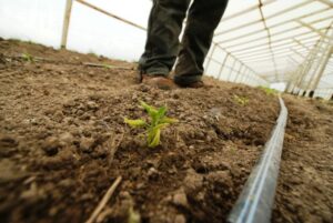 Agricultura en Magallanes