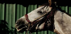 Hombre no podrá tener animales por el resto de su vida tras maltratar a caballos y porcinos