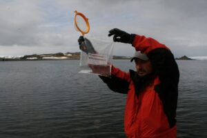 Evalúan cómo afectará el cambio climático y la acuicultura a especies nativas de la Patagonia y Antártica