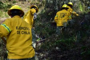 Silvicultura preventiva en parque Chabunco