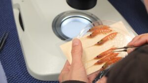 El krill, el superhéroe que ayuda a limpiar el carbono del mar