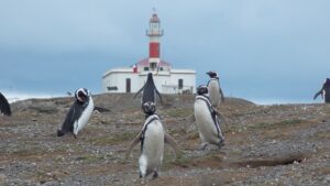 Colonia de pingüinos magallánicos ha disminuido en 60% durante última década