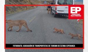 Transportista registró a una mamá puma cruzando ruta junto a sus crías en Torres del Paine