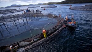 Industria del salmón en Magallanes extrema medidas de seguridad