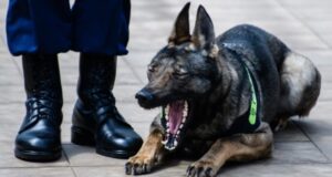 Perro contagiado con coronavirus será puesto en cuarentena en Hong Kong