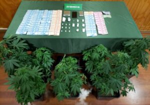 Carabineros detiene a microtraficante reincidente que cultivaba droga en su casa
