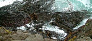 Encuentran especies invasoras en la Antártica