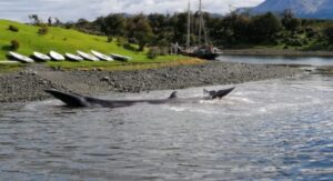 Varamiento de ballenas en bahía en Puerto Williams