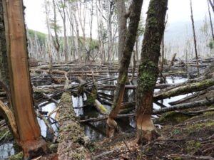 Los contrastes ecológicos de una especie invasora