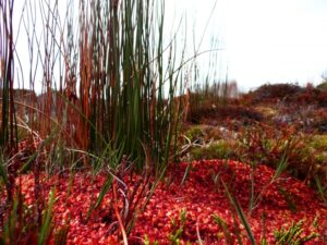 Investigación pionera de INIA Kampenaike llevó al Ministerio  de Agricultura a decretar el cuidado de reservorios de agua