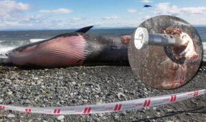 Ballena con aparente arpón en el  cuerpo varó en playa de Porvenir