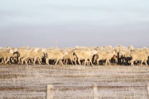 Presidente de agricultores cuestiona fundamentos de alza de reavalúo de predios agrícolas
