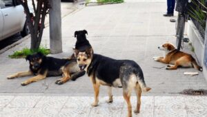 Los mitos y verdades del Coronavirus en las mascotas