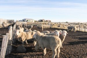 Ganaderos regionales respaldan críticas al SII